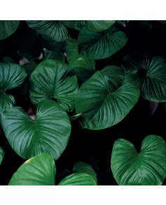 APS12563 Wax Leaf SCA12 Print