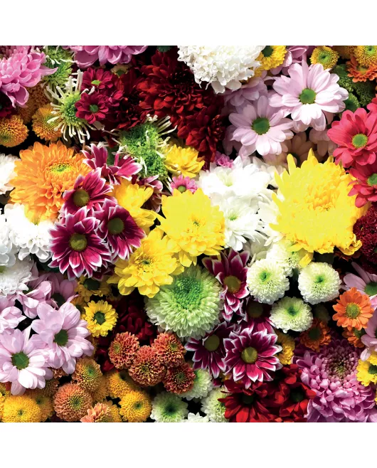 APS12570 Flower Wall SCA60 Print
